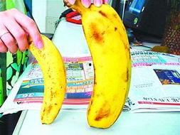 九一精品香蕉网站