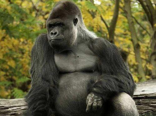 大猩猩摘香蕉实验视频,揭示灵长类动物智慧与工具使用能力